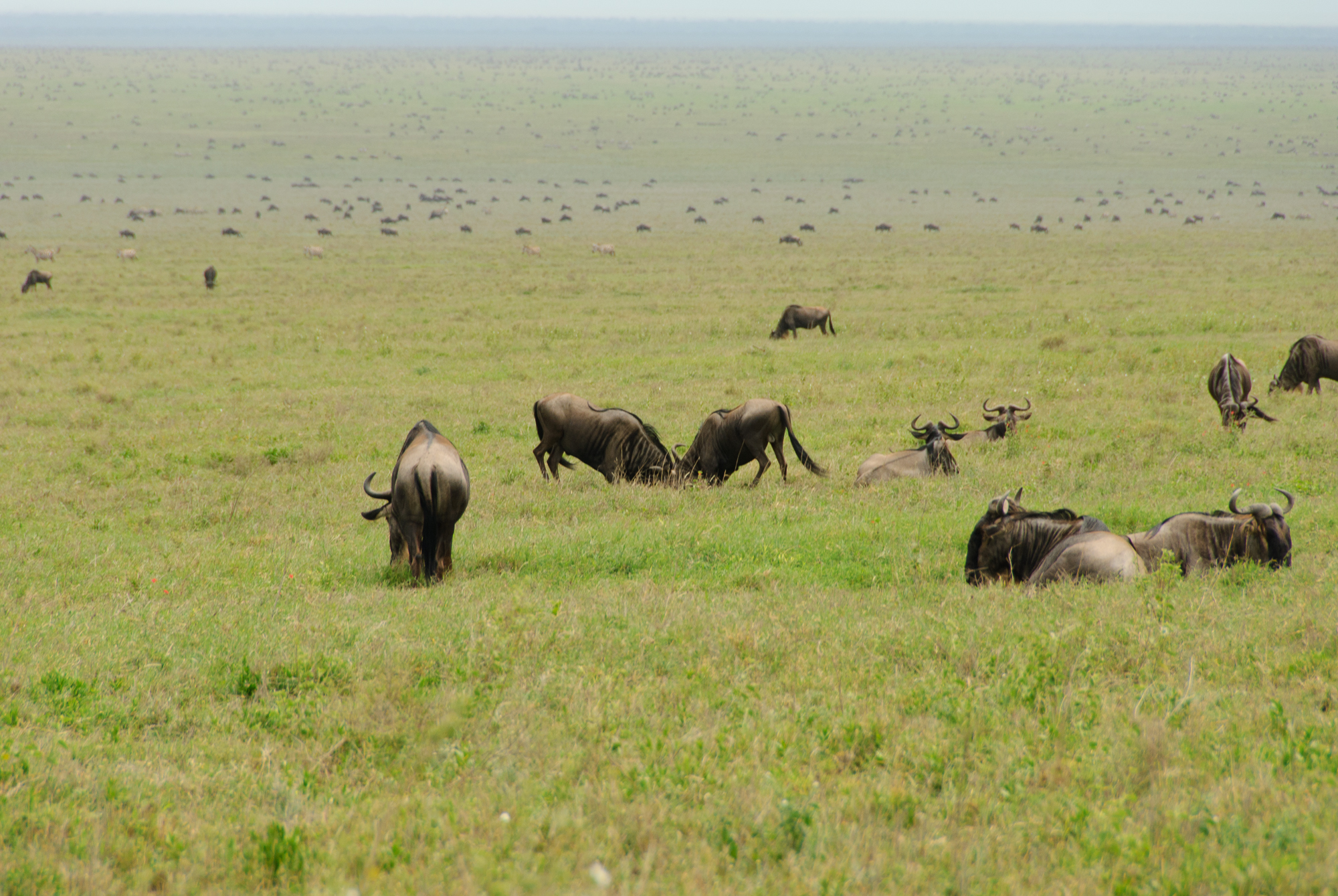 Zebras and wildebeest on the Tanzanian savannah